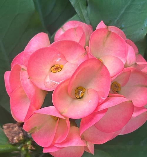 虎花语刺梅是什么意思？虎花语刺梅象征着什么？