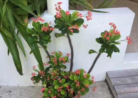 虎花语刺梅是什么意思？虎花语刺梅象征着什么？