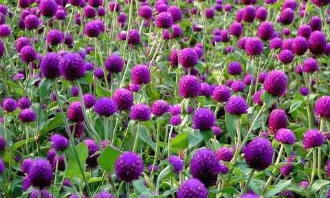 花语你懂的是什么意思？花语你懂的象征着什么？