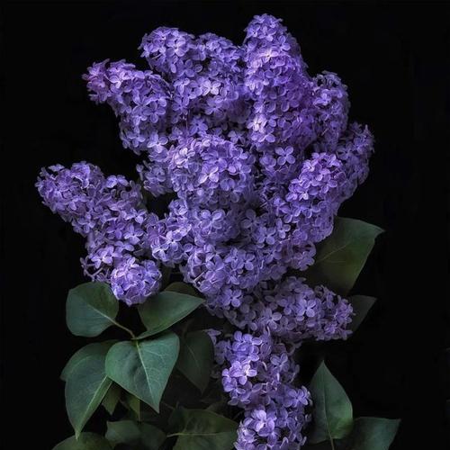 花语你懂的是什么意思？花语你懂的象征着什么？