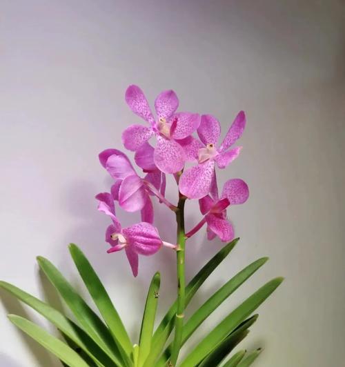 也望兰花语是什么？也望兰象征着什么？