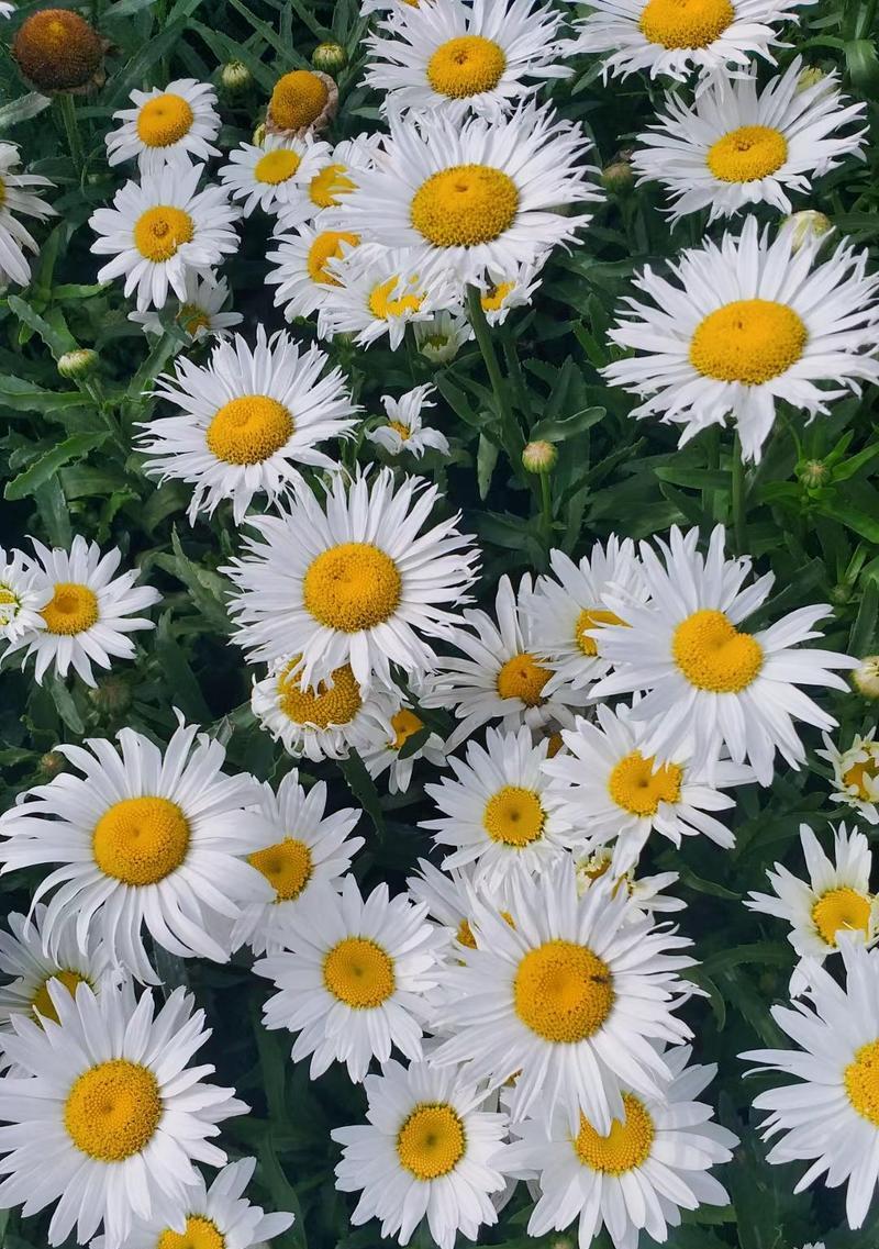 西菊的花语是什么？西菊象征着什么？