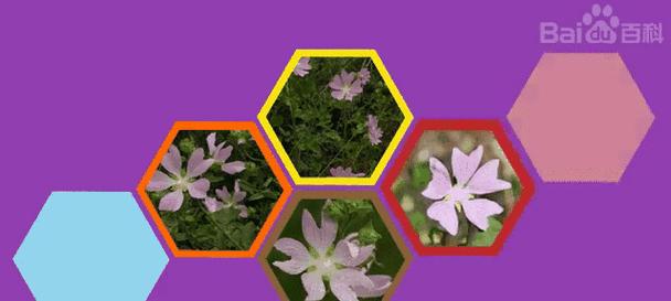 花葵草花语是什么？花葵草象征着什么？