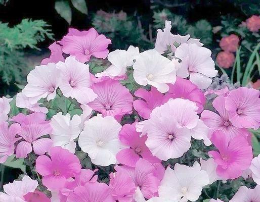 花葵草花语是什么？花葵草象征着什么？