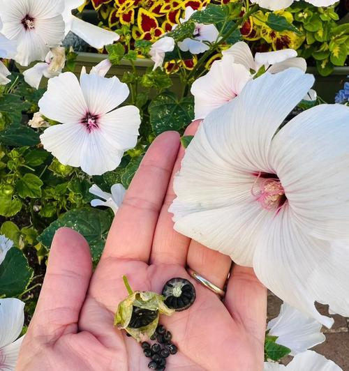 花葵草花语是什么？花葵草象征着什么？