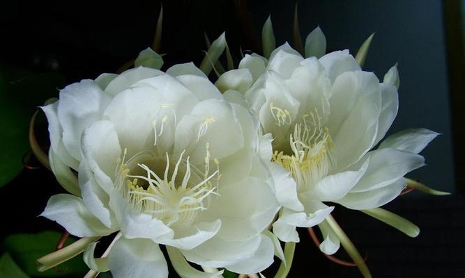 昙花花花语是什么？昙花象征着什么？