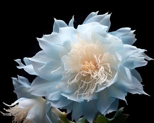 昙花花花语是什么？昙花象征着什么？