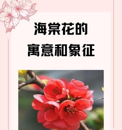 籽花的花语是什么？籽花象征着什么？