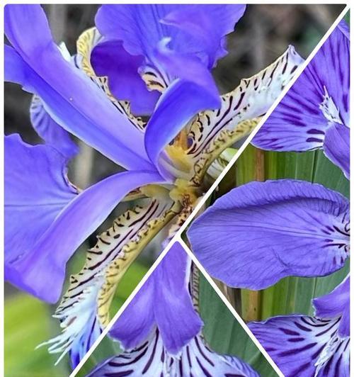 蓝尾花花语是什么？蓝尾花象征着什么？