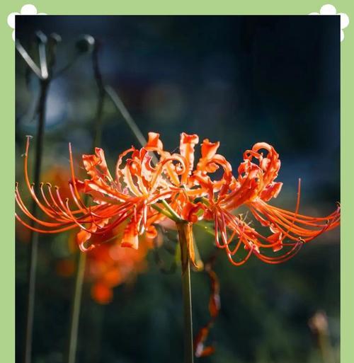 披暗花花语是什么？披暗花象征着什么？