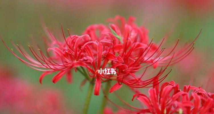 披暗花花语是什么？披暗花象征着什么？