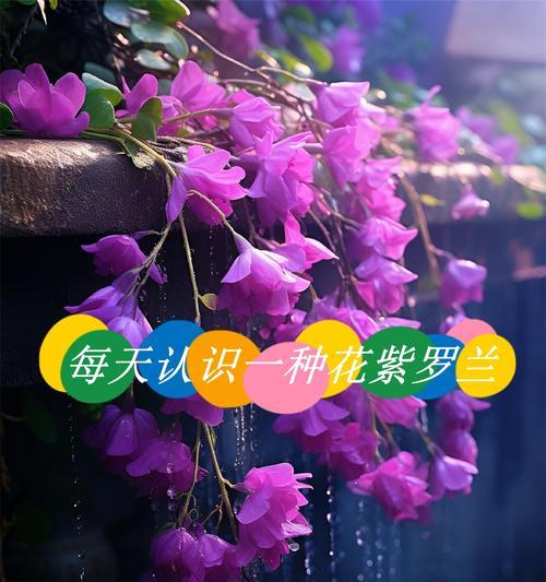 莺罗花花语是什么？莺罗花象征着什么？