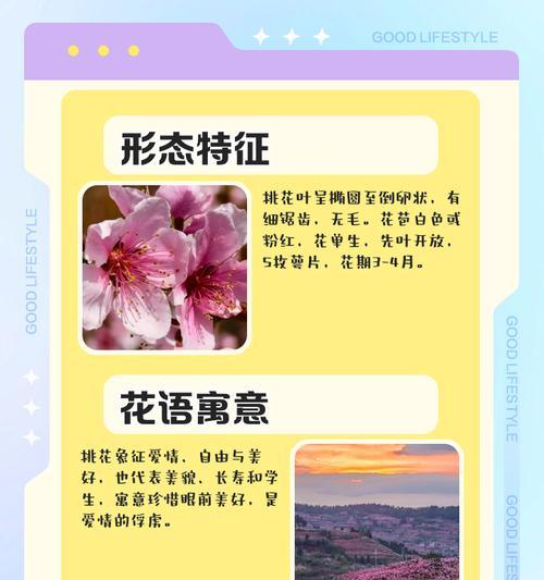 金桃花花语是什么？如何用金桃花表达爱意？