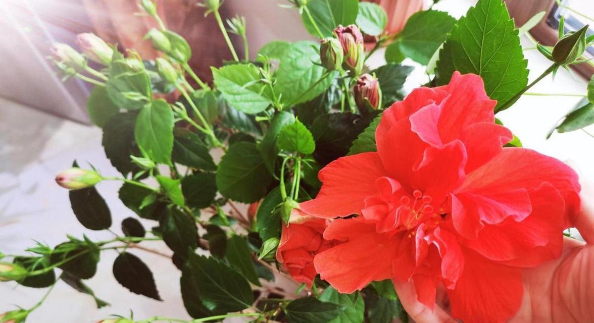 伏桑花的花语代表什么？送人伏桑花有何寓意？