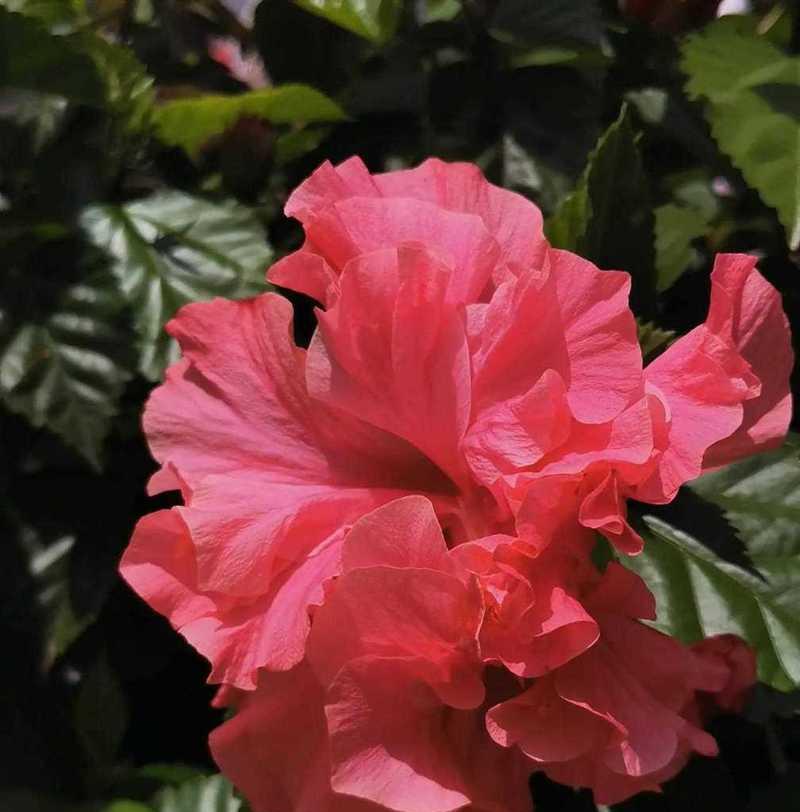 伏桑花的花语代表什么？送人伏桑花有何寓意？