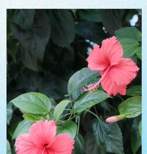 伏桑花的花语代表什么？送人伏桑花有何寓意？