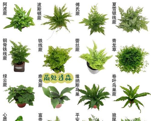 山苏花花语有哪些？如何挑选山苏花作为礼物？