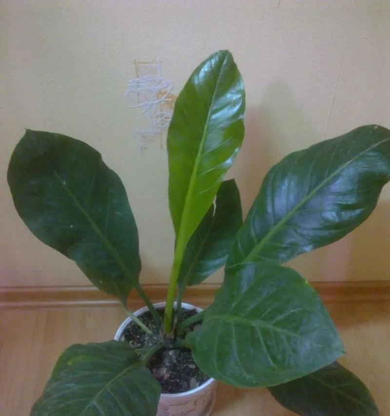 山苏花花语有哪些？如何挑选山苏花作为礼物？