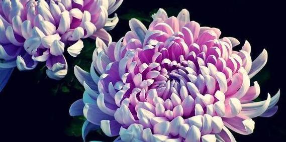 佛朗菊花语是什么？佛朗菊在不同文化中的意义？