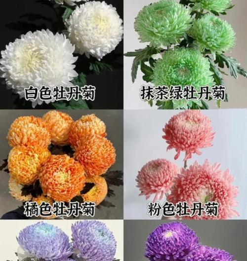 佛朗菊花语是什么？佛朗菊在不同文化中的意义？