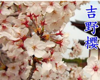 木樱花花语有哪些？木樱花象征着什么？