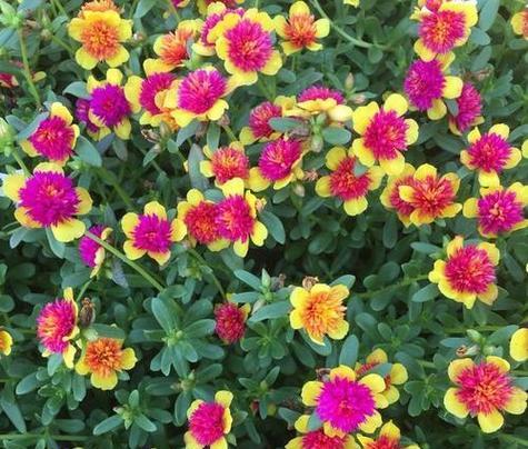马苋菜花语有何深意？马苋菜在花语中的地位如何？