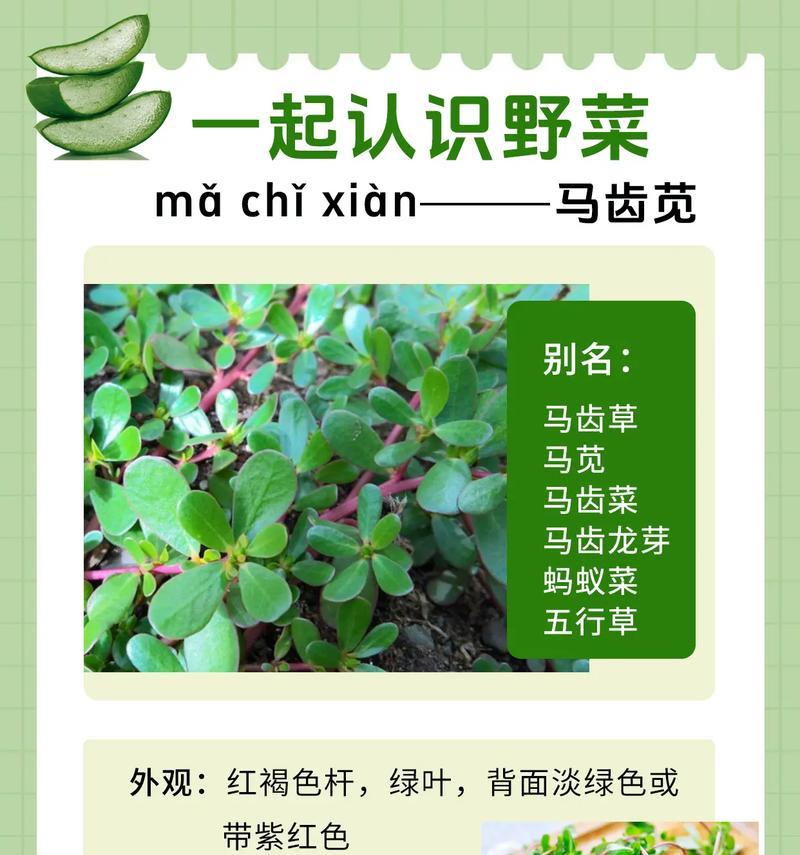 马苋菜花语有何深意？马苋菜在花语中的地位如何？