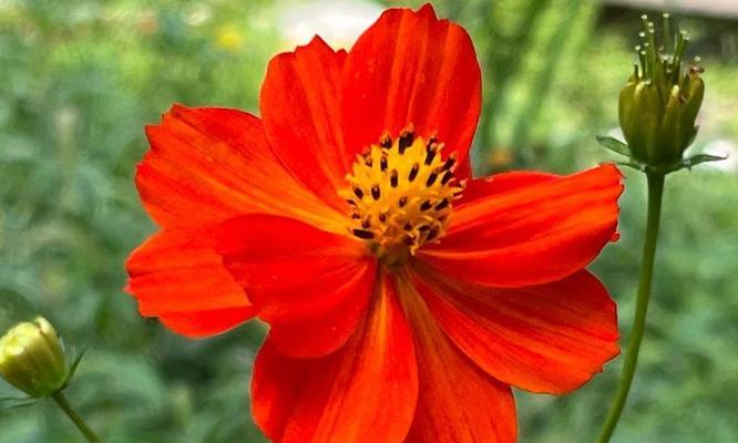 秋英菊花语代表什么？秋英菊的花语有哪些？