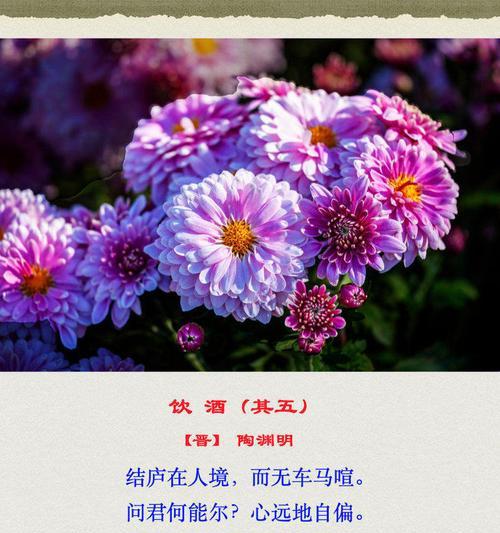 秋英菊花语代表什么？秋英菊的花语有哪些？