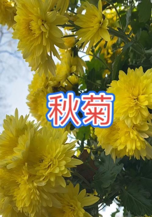 秋英菊花语代表什么？秋英菊的花语有哪些？