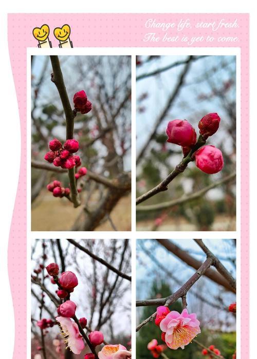 六梅花花语是什么？六梅花在传统花语中的地位？