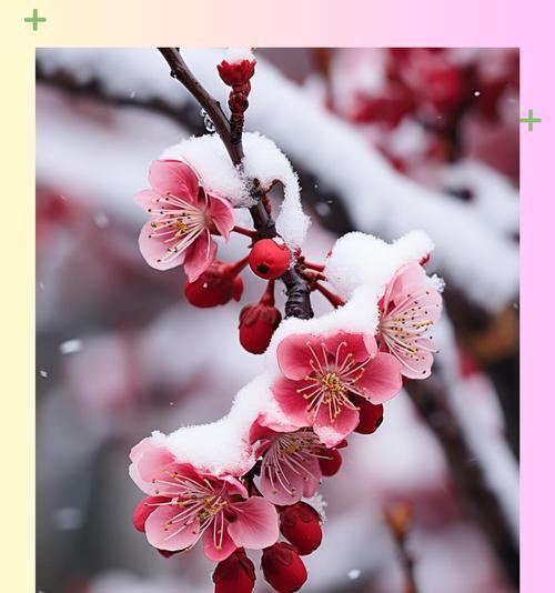 六梅花花语是什么？六梅花在传统花语中的地位？