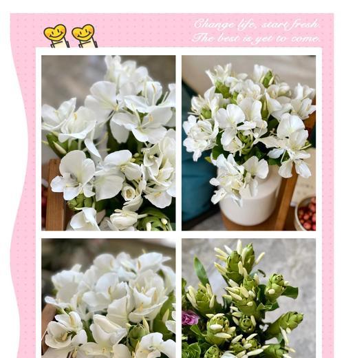 粉姜花花语是什么意思？粉姜花的花语有何特别之处？