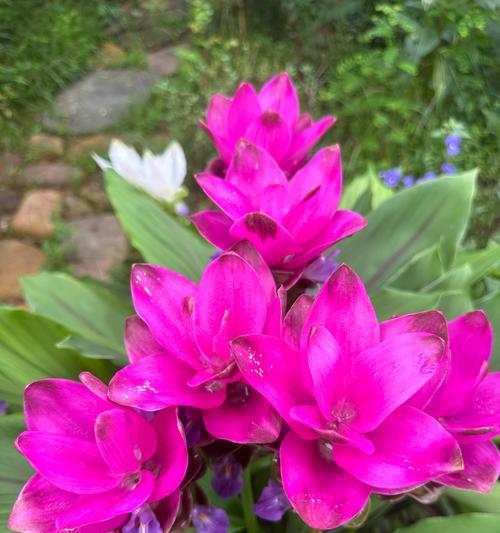 粉姜花花语是什么意思？粉姜花的花语有何特别之处？