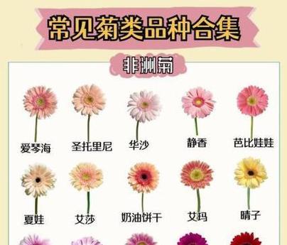 簇菊花花语有何深意？簇菊花在花语中的地位如何？