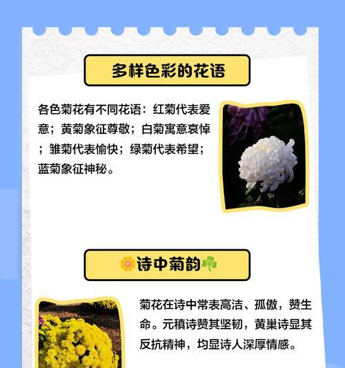 簇菊花花语有何深意？簇菊花在花语中的地位如何？