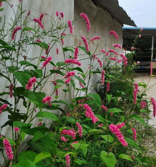 红蓼草花语是什么？红蓼草在花语中象征着什么？