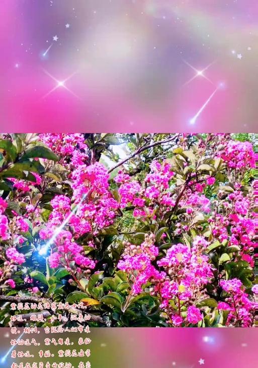 七叶的花语是什么？如何正确解读七叶植物的含义？