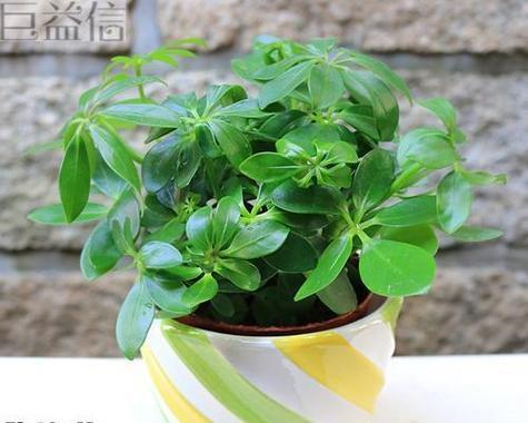 七叶的花语是什么？如何正确解读七叶植物的含义？
