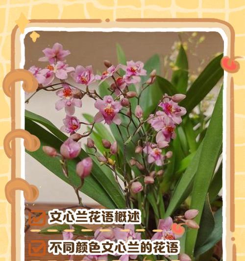 兰堇花的花语是什么？兰堇花代表了哪些情感？