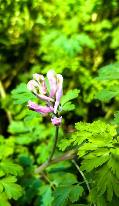 兰堇花的花语是什么？兰堇花代表了哪些情感？