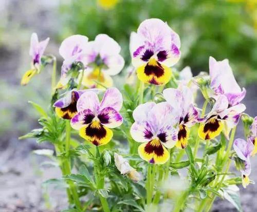 兰堇花的花语是什么？兰堇花代表了哪些情感？