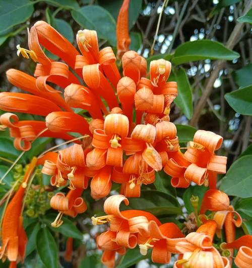 丑橘花的花语有哪些？丑橘花象征着什么？