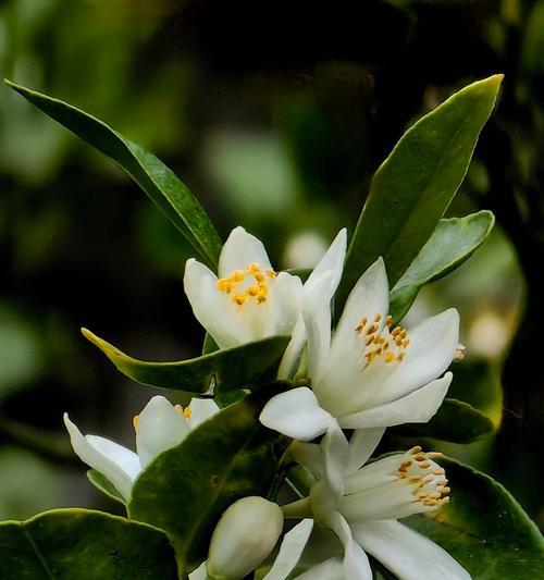 丑橘花的花语有哪些？丑橘花象征着什么？