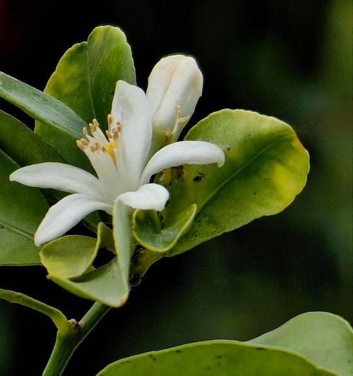 丑橘花的花语有哪些？丑橘花象征着什么？