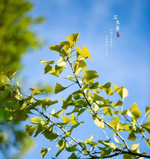 迎秋花的花语是什么？迎秋花代表了哪些意义？