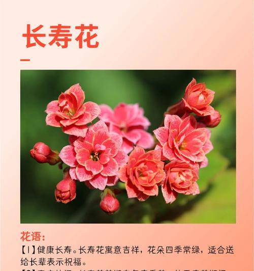 迎秋花的花语是什么？迎秋花代表了哪些意义？