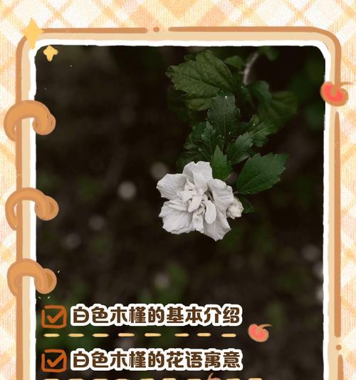 木槿花语牌的含义是什么？木槿花语牌代表了什么？
