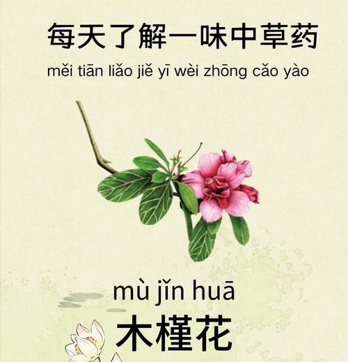 木槿花语牌的含义是什么？木槿花语牌代表了什么？