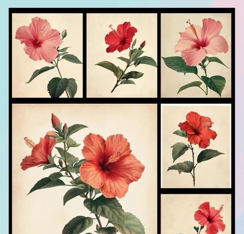 木槿花语牌的含义是什么？木槿花语牌代表了什么？